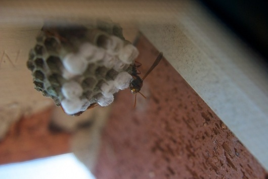 All sizes | The Wasps | Flickr - Photo Sharing! #photography #wasps