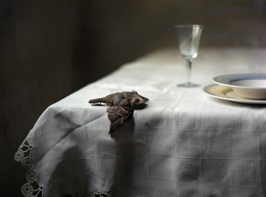 Still-life-with-bird-600x444.jpg (600×444) #photography