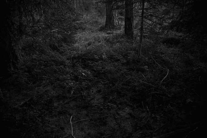 The Forest by Ken Rosenthal #inspiration #white #black #photography #and