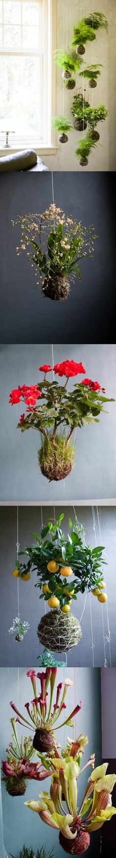 urban garden
