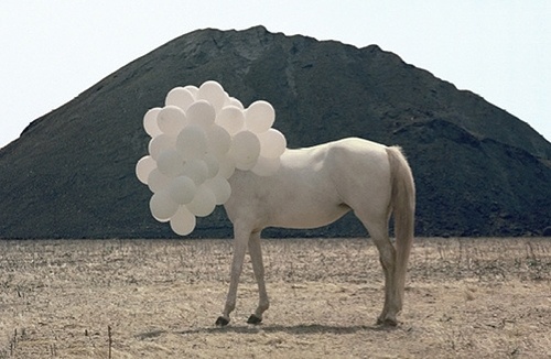 Claustrophobically Agoraphobic #photography #horse #balloons