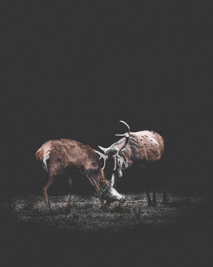 #folkscenery: Adorable Animal Portrait Photography by Douglas Fir