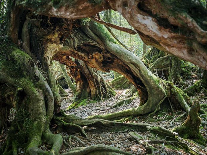 Yakushima - The Forest Spirit: Landscape Photography by Raphael Olivier