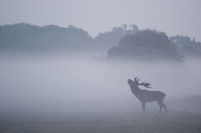 Stunning Red Deer in Richmond Park