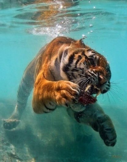 Technosoul #tiger