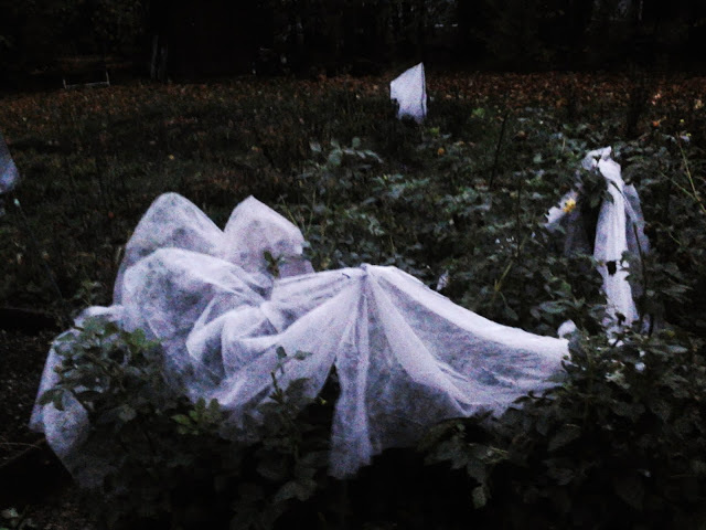 `agnieszkaicel #polish #photographs #fairy #autumn #garden