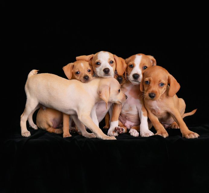 Stunning Winners of the 2018 Dog Photographer of the Year Contest