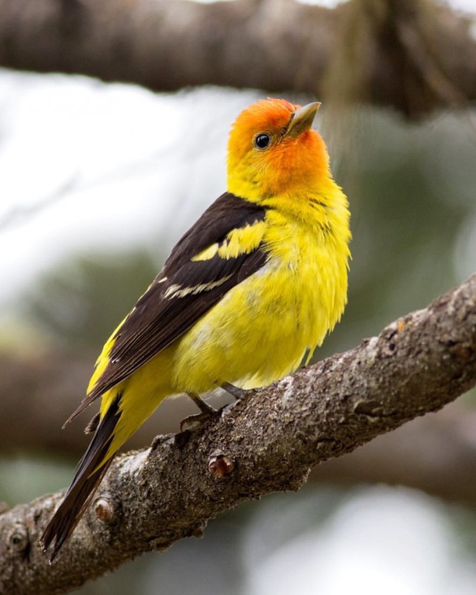 #kings_birds: Wonderful Bird Photography by Liron Gertsman