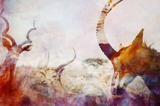 Alison Scarpulla's Strange Sorcery « Beautiful/Decay Artist & Design #antelope #photography