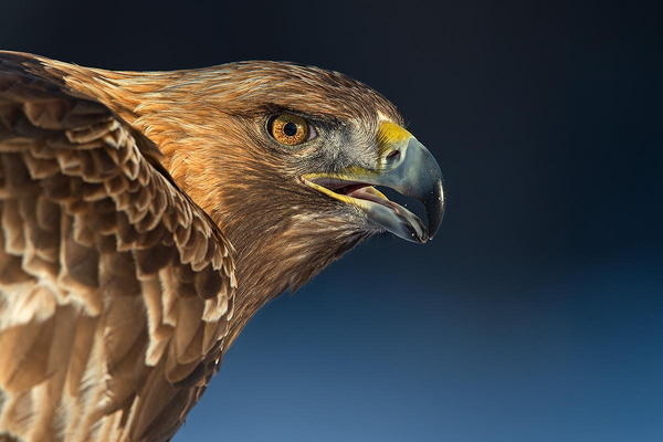 golden eagle portrait #eagle #golden