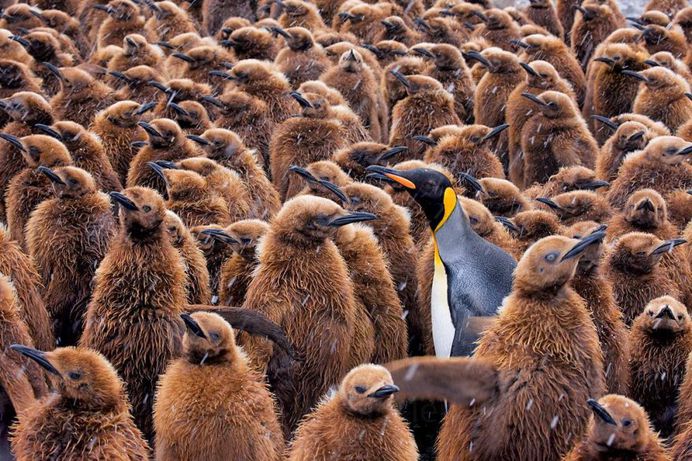 Paul Nicklen Documents The Ice and Wildlife of The Polar Regions