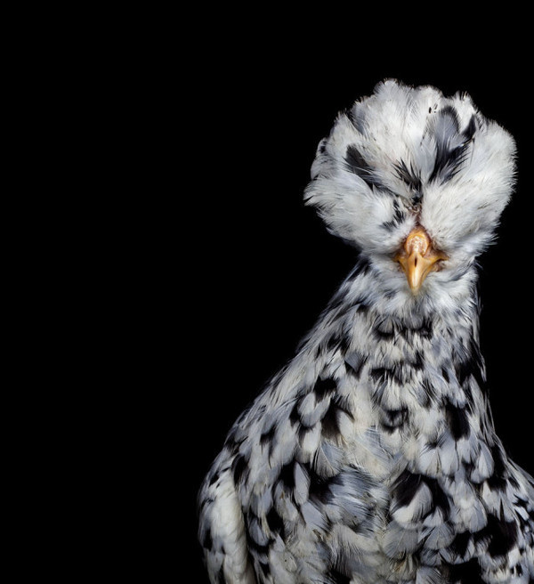 Cocks by Ernest Goh #inspiration #photography #animal