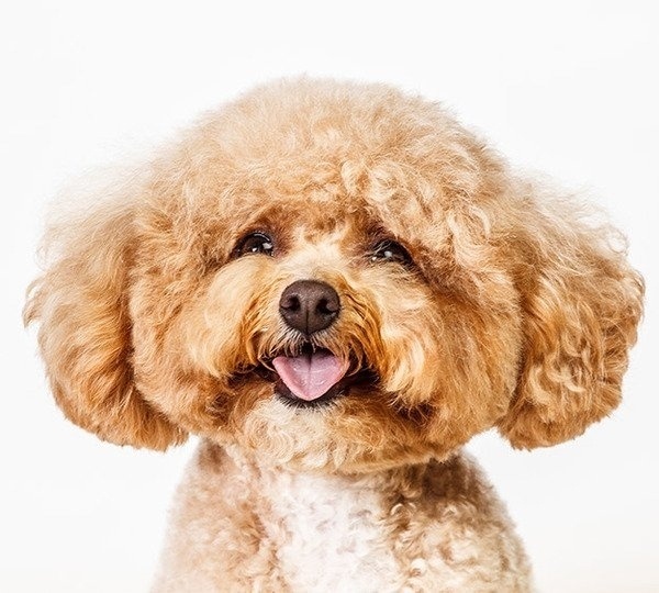 Dog Portraits by Barbara O'Brien » Creative Photography Blog #inspiration #photography #animals