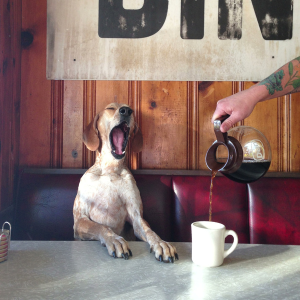 maddieonthings:nnCoffee with Maddie. Atlanta, GAn #photography #coffee #dog #yawn