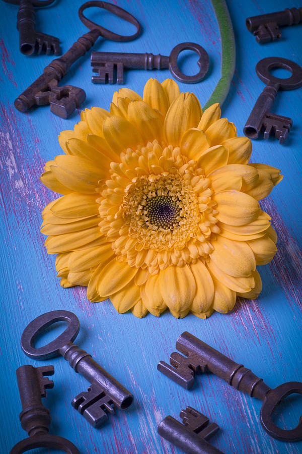 daisy painting & daisy paint by number #painting