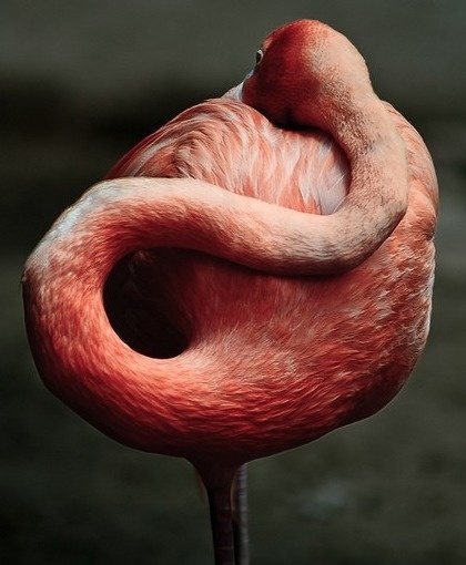 Merde! - Photography (Flamingo, viaÂ taytayii) #flamingo #photography