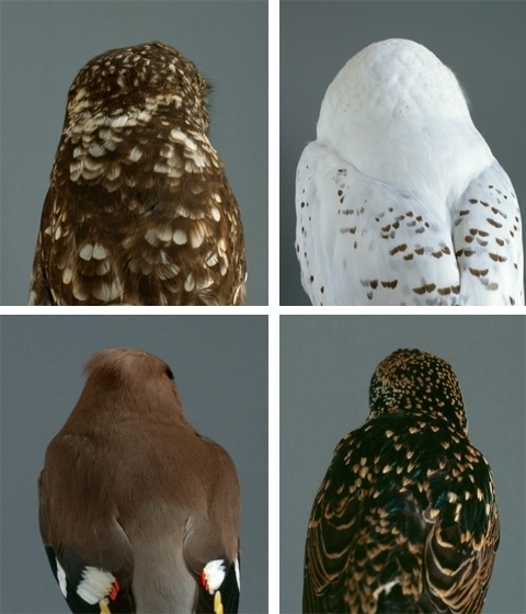 Je suis perdu #of #aviation #birds #photography #shot #corregan #owls #falcon #behind #audrey #prey
