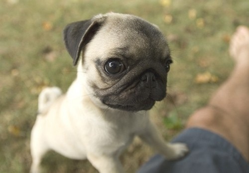 DeadFix » pupster #poppy #pug