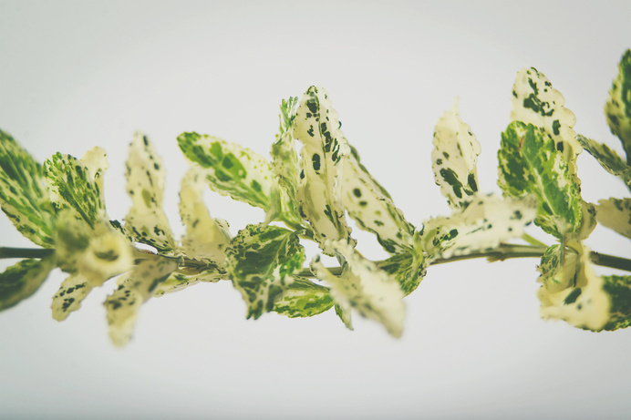 harlequin4.jpg #white #plants #photography #studio #foiliage #flowers #green
