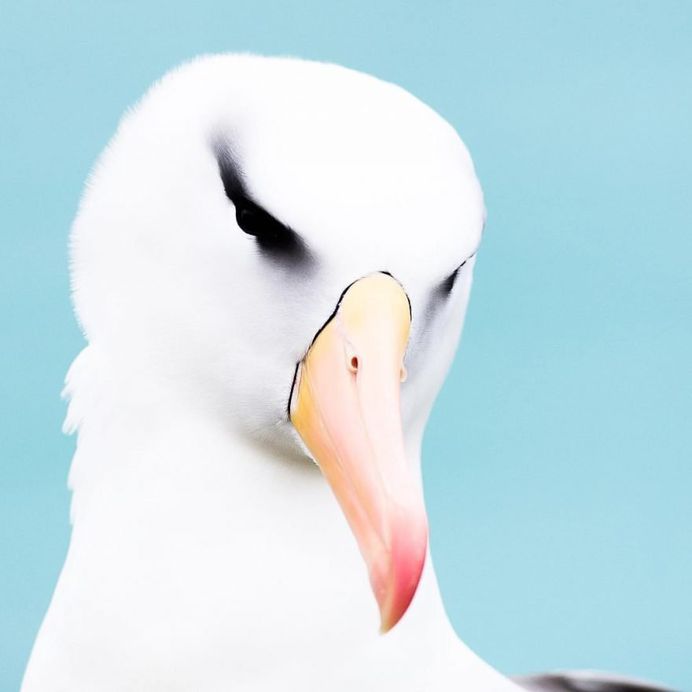 Photographer Audun Lie Dahl Captures Stunning Arctic Wildlife