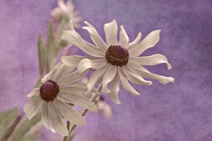 daisy painting & daisy paint by number #painting