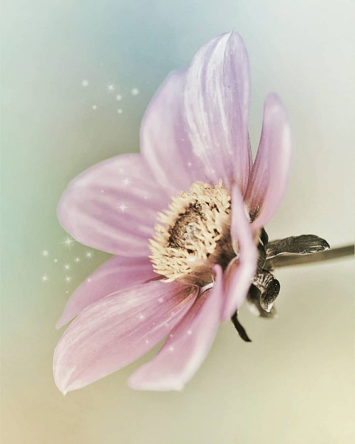 Stunning Macro Flowers Photography by Pia Lee