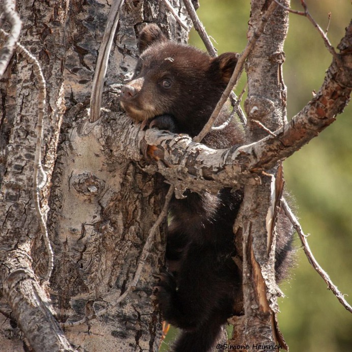 Majestic Portraits of Wild Animals by Simone Heinrich