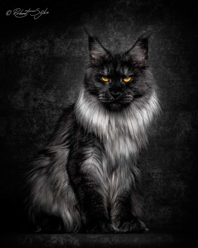 Robert Sijka Captures Stunning Portraits of Maine Coon Cats