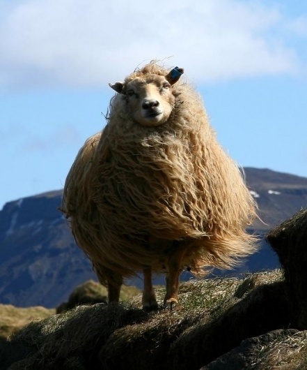 By Oli - pixdaus #sheep #whatever #lamb