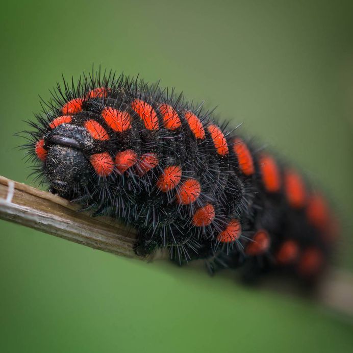 Extraordinary Macro Insect Photography by Eyal Hakim