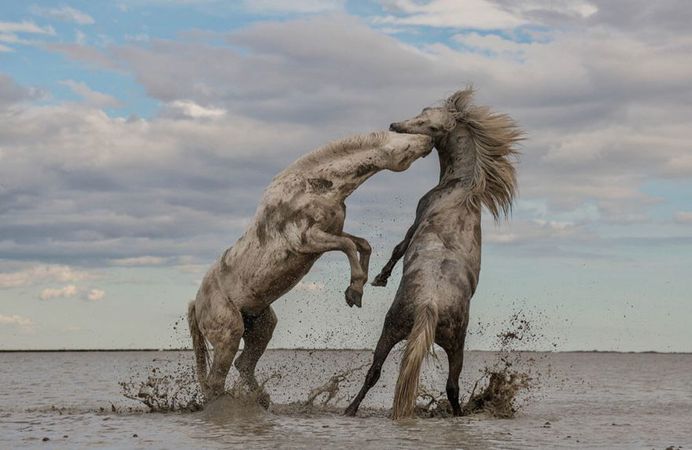 Stallions Playing by Camille Briottet