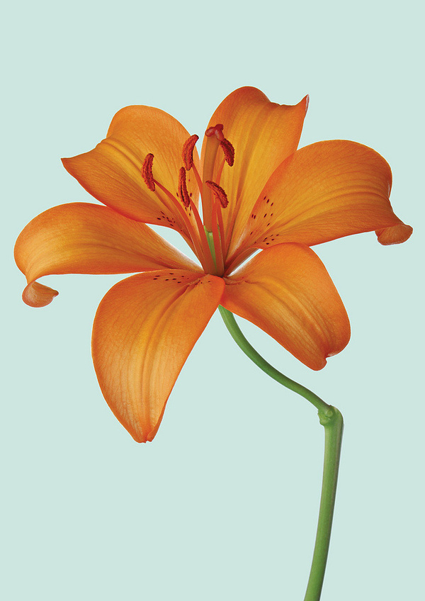 JO MANSFIELD #fauna #photography #minimal #flower #colour