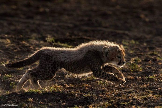 Breathtaking Portraits of Wild Animals by Roie Galitz