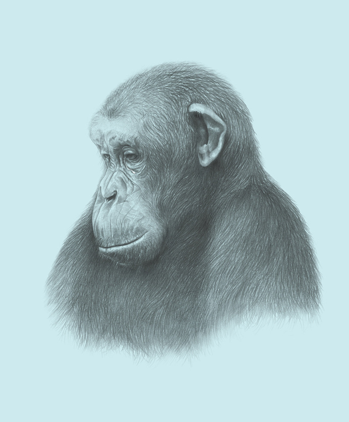 Chimp_NYT - denise nestor #illustration #pencil #animal #monkey