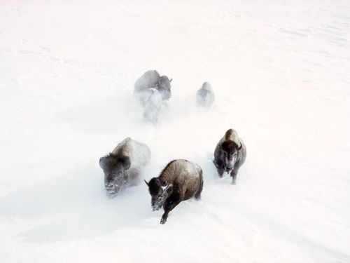 buffalo #buffalo #photography #animal #nature