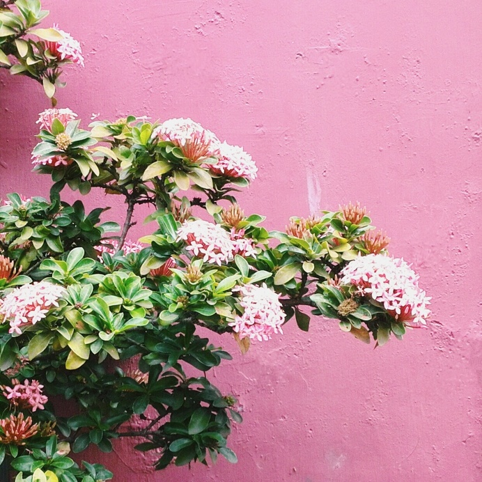 Flowers agains a pink wall #inspiration