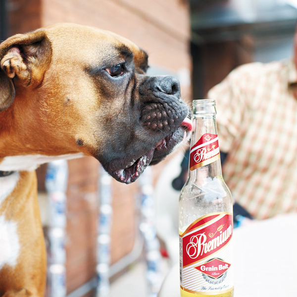 Photo by Sarah Beth Ernhart www.sarahbethphotography.com #beer #sarahbeth #premium #photography #summer #dog