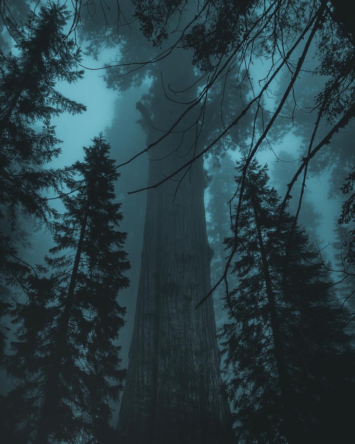 Breathtaking Moody and Mysterious Forest Photography by Dylan Furst
