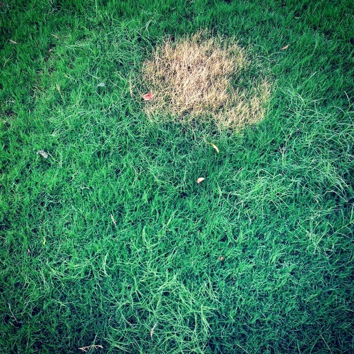 www.infectedgallery.com #grass #nature #green