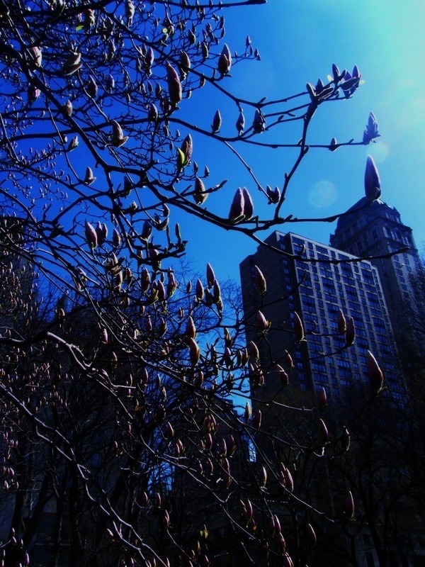 Nouvelle York 2010 on Behance #wallb #tree #york #light #new