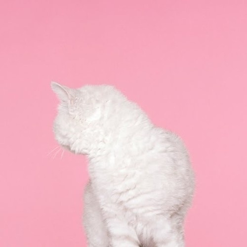 Stuff and Nonsense #pink #cat