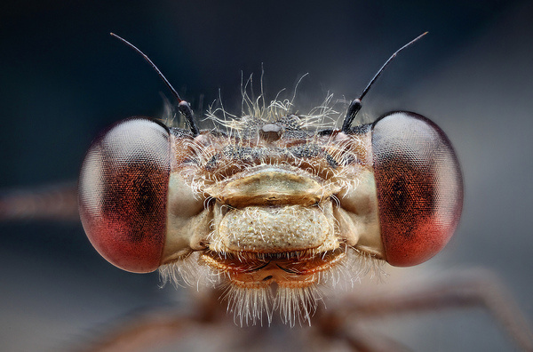 libellule - dragonfly #dragonfly #libellule