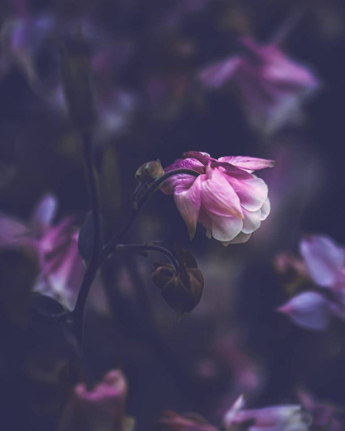 Beautiful Macro Flowers Photography by Tasha Tajdel