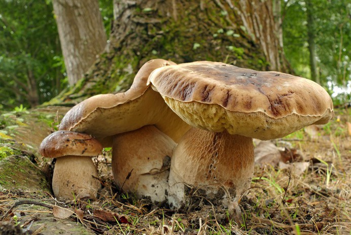 King Bolete - Photo #15 - Beautiful Free Stock Photos