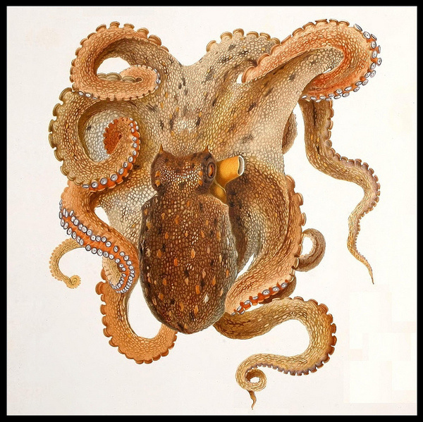Octopus #mollusca #illustration #vintage #octopus