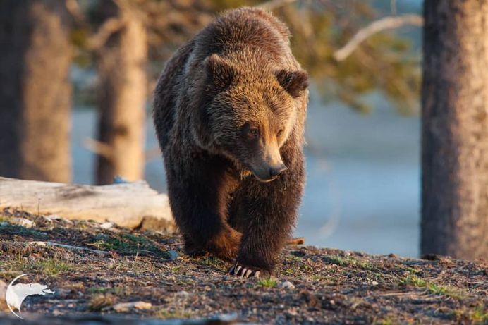 Spectacular Wild Animals Photography by Thomas D Mangelsen