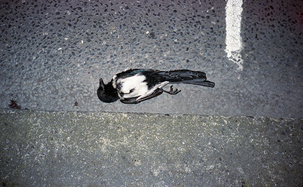 a picture a day : : : kikkerbillen