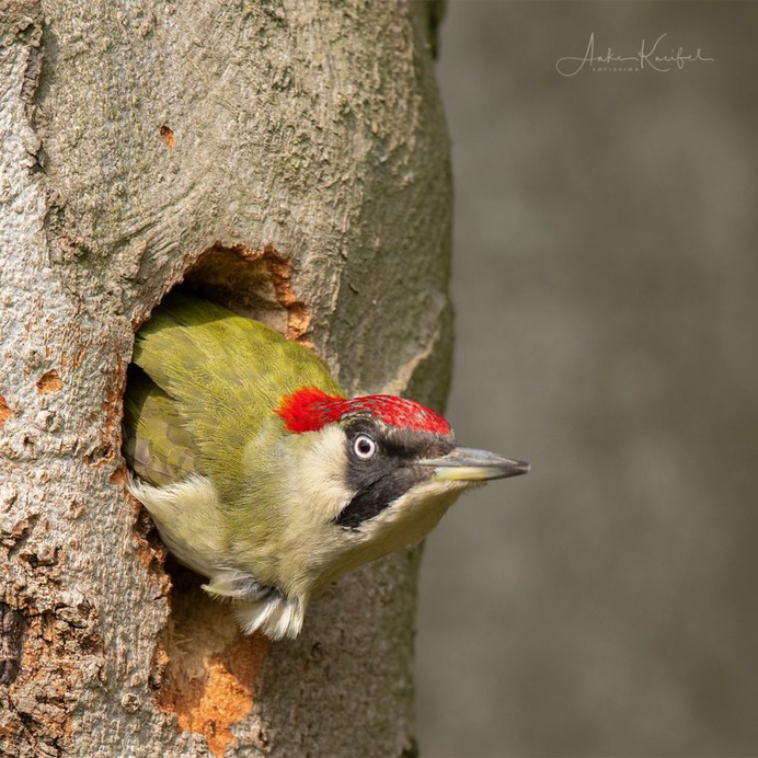 Birds of Germany: Wonderful Bird Photography by Anke Kneifel