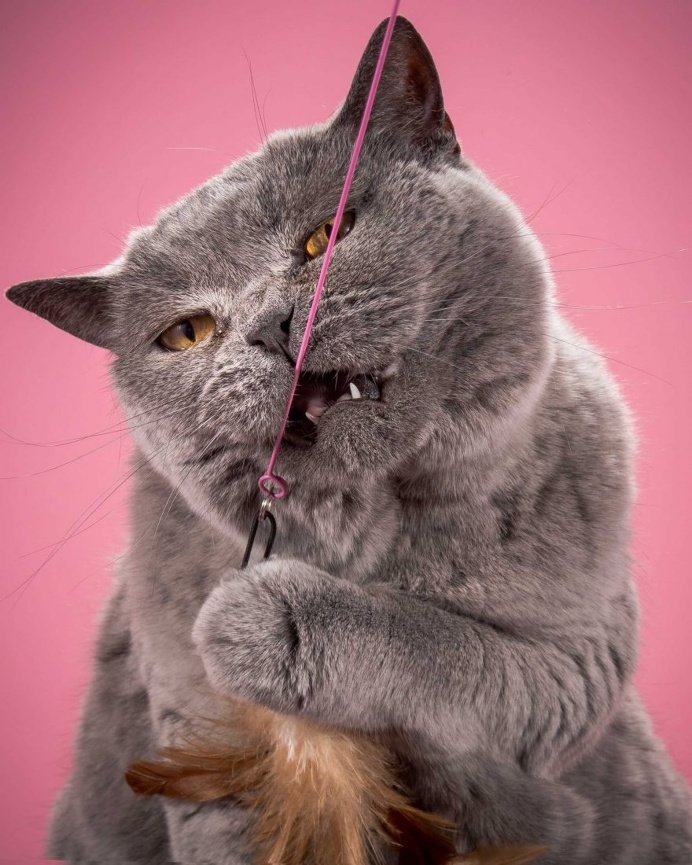 Fat Cats: Peter Thorne Captures Adorable Photos of Toronto's Chubby Cats