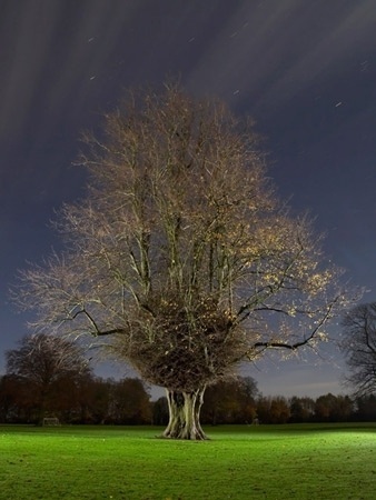 Freelance Photographer, Brighton, Sussex, UK : Photography by Jean-Luc Brouard : Photography Gallery: Personal #photo #tree